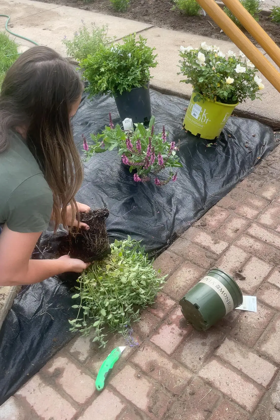 Planting a shrub in a landscape bed. 